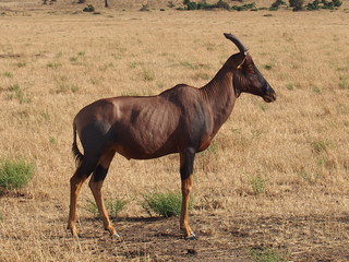Wildlife, Safari, Game Drive, Maasai Mara, Kenya