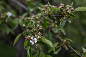 Blüte am Birnbaum Birne blüht mit Fruchtansatz und kleinen Birnen