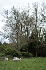 Schafe einer Herde in Freilandhaltung auf der Weide im Frühling bei Kälte