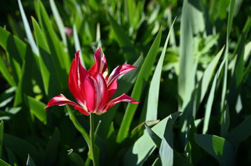 red tulip flower