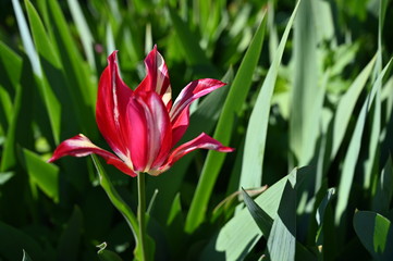 red tulips on green background