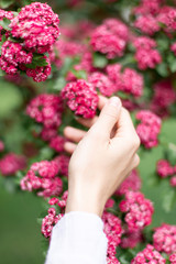 Woman hand against the background of a blossoming pink flowers hawthorn tree 