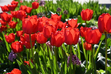 red tulips in the garden