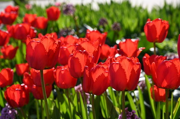 field of red tulips