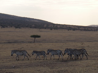 Plakat Zebras with beautiful patterns, Safari, Game Drive, Maasai Mara, Kenya