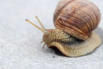 large grape snail on a neutral gray concrete background