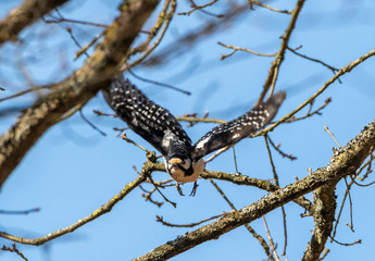 Woodpecker in flight