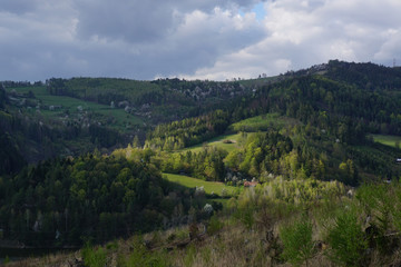 Obraz premium forest in the mountains