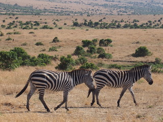 Fototapeta na wymiar Zebras with beautiful patterns, Safari, Game Drive, Maasai Mara, Kenya