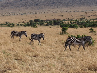 Obraz na płótnie Canvas Zebras with beautiful patterns, Safari, Game Drive, Maasai Mara, Kenya