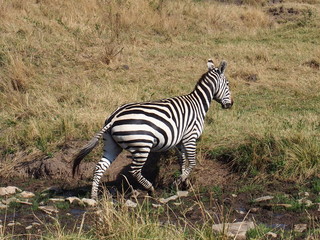 A zebra with beautiful patterns, Safari, Game Drive, Maasai Mara, Kenya