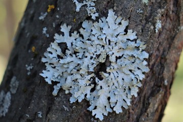 White moss grows on a tree trunk.