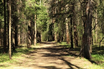 A path in a dense coniferous forest.