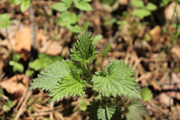 Nettle medicinal plant on which the rays of the sun fall.