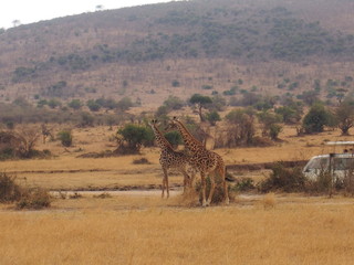 The giraffe on the prairie, Safari, Game Drive, Maasai Mara, Kenya