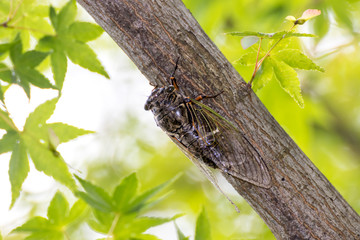 蝉の写真　夏イメージ