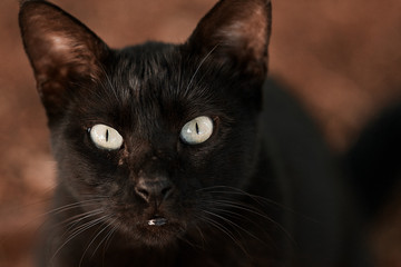 black cat portrait