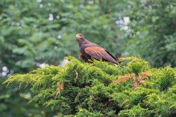 Harris's hawk, Parabuteo unicinctus, the bay-winged hawk or dusky hawk, and as peuco