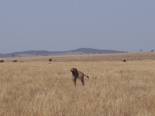 Naklejka na ściany i meble The giraffe on the prairie, Safari, Game Drive, Maasai Mara, Kenya