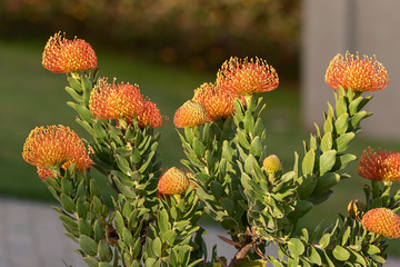 Orange Pincushion protea in full bloom with lovely orange flowers. 