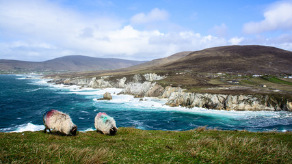 Achill Island sheeps
