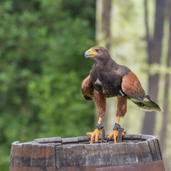 Harris's hawk, the bay-winged hawk or dusky hawk, a medium-large bird of prey. Harris's hawks have been used in falconry