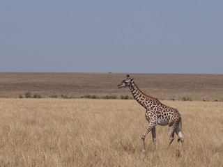 The giraffe on the prairie, Safari, Game Drive, Maasai Mara, Kenya