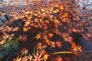 落ち葉と水面　秋のイメージ