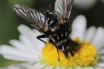 Fliege auf einem Gänseblümchen