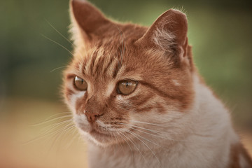 Obraz premium close up portrait of a cat