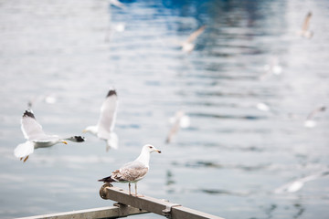 gaviota