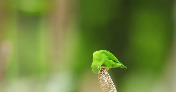 Green Vernal hanging Parrot bird sits on Pearl millet eating the corn in monsoon