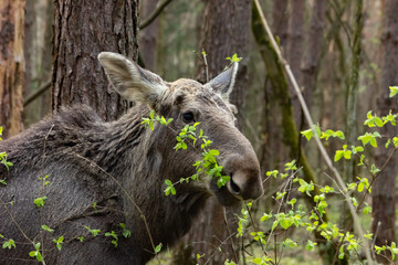 Close-up photo of a moose in the wild. Animal in the forest.