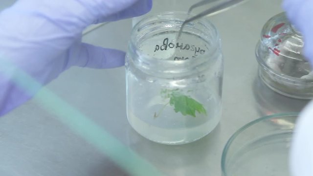 Cloning of plants in the laboratory by cultivation on nutrient media.