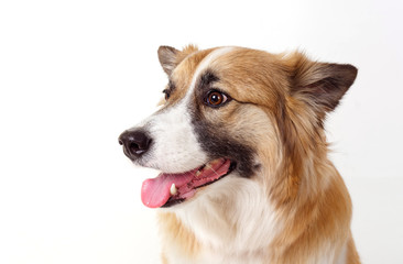 portrait of a red dog on a white background