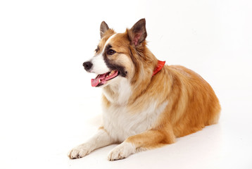 portrait of a red dog on a white background