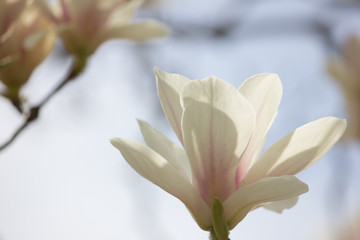 Fototapeta na wymiar White magnolia flower close-up on a koluboy background.