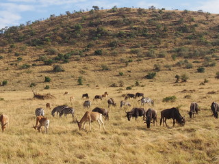 Fototapeta na wymiar Wildlife, Safari, Game Drive, Maasai Mara, Kenya