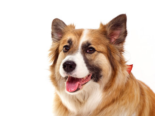 portrait of a red dog on a white background