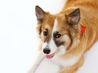 portrait of a red dog on a white background