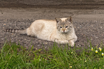 Fototapeta premium A well-fed homeless cat with blue eyes, a cross between a Siamese and a domestic cat, basks in the sun.