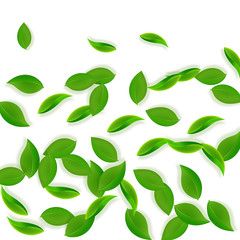 Falling green leaves. Fresh tea neat leaves flying