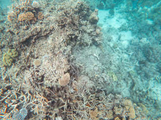 Coral underwater Great Barrier Reef. Colorful coral ecosystems in beautiful ocean. Clear blue turquoise sea. Coral reef, underwater scene and fish. Coral bleaching, endangered, marine life. Australia