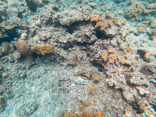 Coral underwater Great Barrier Reef. Colorful coral ecosystems in beautiful ocean. Clear blue turquoise sea. Coral reef, underwater scene and fish. Coral bleaching, endangered, marine life. Australia