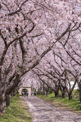 Obraz na płótnie Canvas 桜のアーチ　春のイメージ