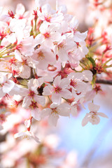 桜の花　春のイメージ