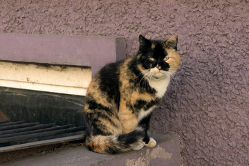 tricolor shabby yard homeless cat sits against the background of the wall of the house
