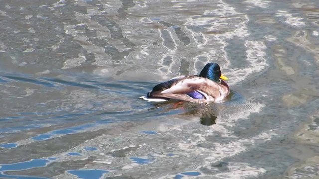 Mallard duck swimming and shouting in pond. Autumn day. Close-up. Outdoors.