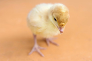 Cute Baby Chicks At Home