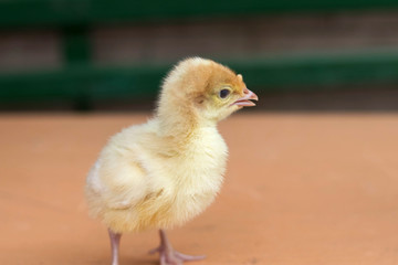 Cute Baby Chicks At Home